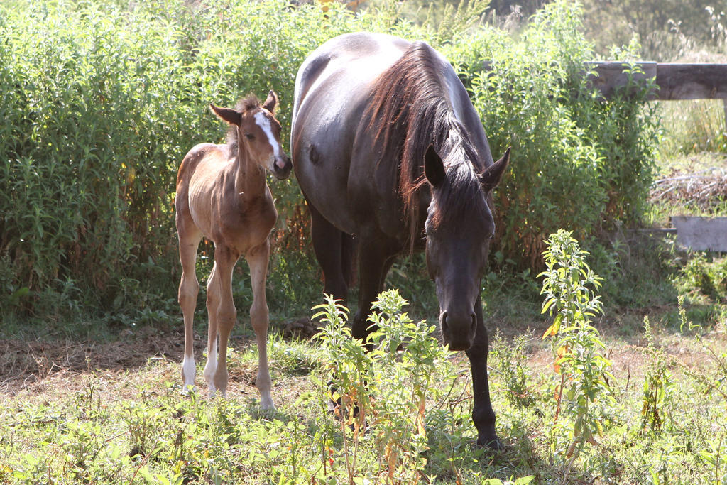 Terracorse Villa Figari  Ngoại thất bức ảnh